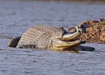 National Chambal Sanctuary