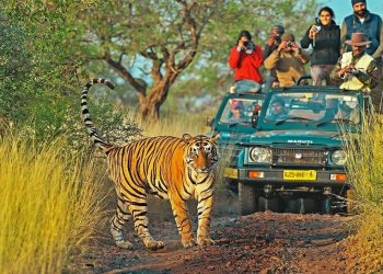 Ranthambore Jungle Safari
